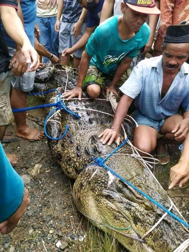 Con cá sấu dài hơn 5 mét tấn công thiếu nữ Indonesia khi đang tắm sông. Ảnh: Viral Press