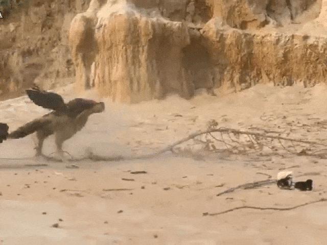 Media - Diều hâu bị gà mẹ đánh cho "lên bờ xuống ruộng" vì dám rình mò bắt gà con