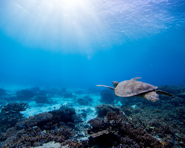 Rùa biển bơi dưới làn nước trong xanh được chiếu sáng bằng những tia nắng mặt trời.
