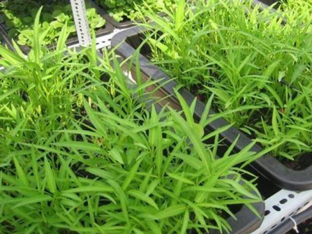 Thị trường - Tiêu dùng - Thứ rau rẻ bằng cốc trà đá ở Việt Nam sang nước ngoài thành "xa xỉ phẩm"