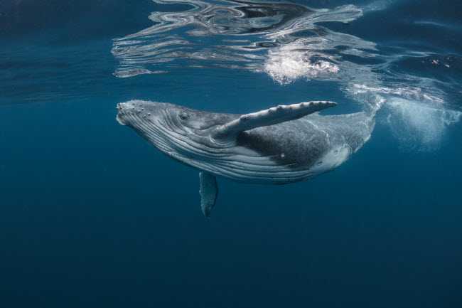 Cá voi lưng gù nhỏ bơi gần mặt nước tại vùng biển tĩnh lặng.
