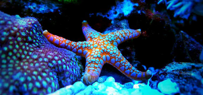 Bức ảnh chụp cận cảnh một con sao biển nhiều màu sắc.
