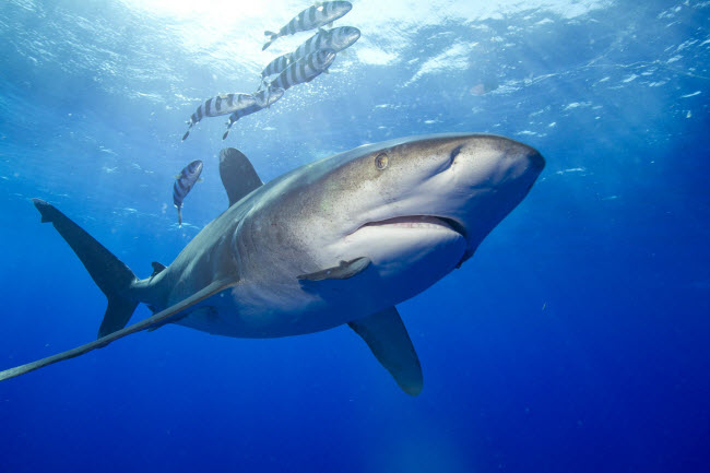 Đàn cá vược vằn bơi cùng cá mập vây trắng khổng lồ.

