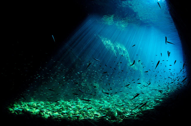Đàn cá bơi tung tăng dưới đại dương được chiếu sáng bằng ánh nắng mặt trời.
