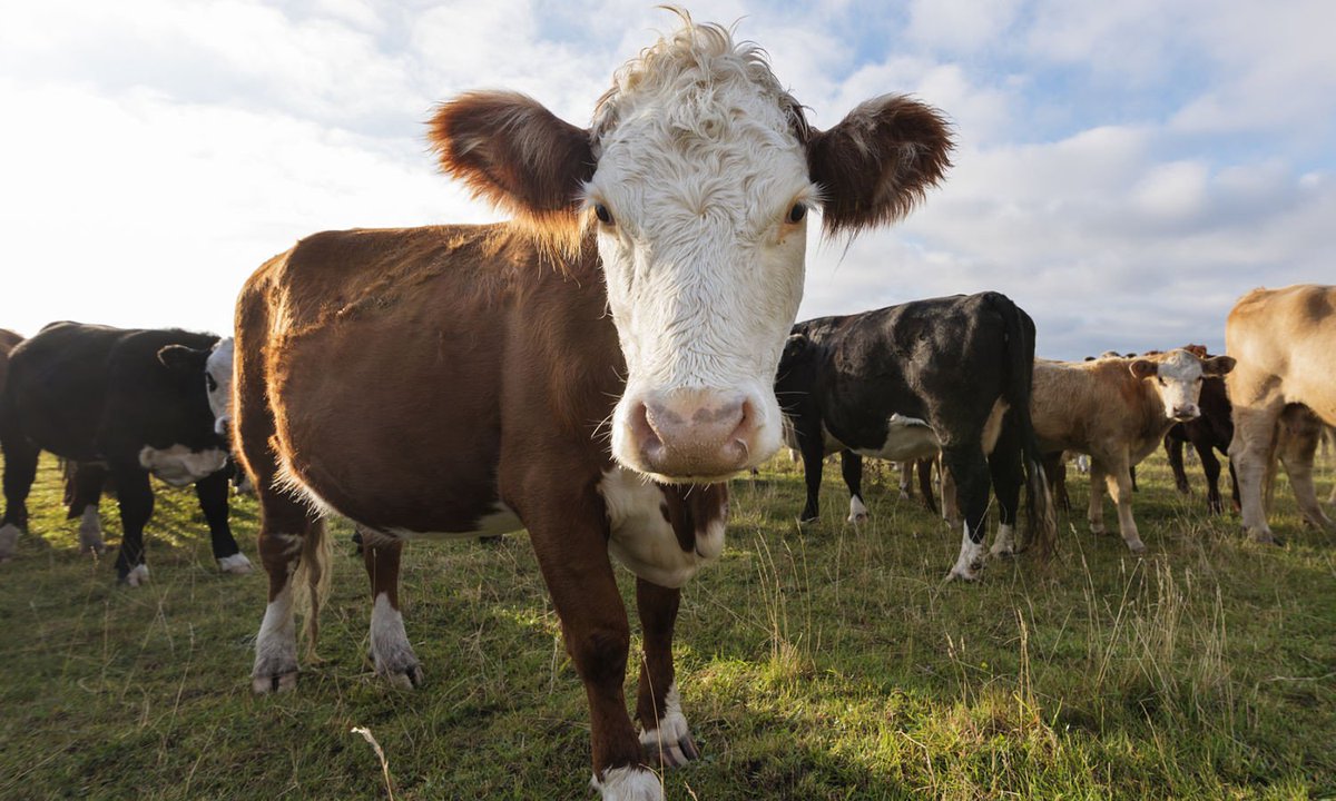 Cấm nhập khẩu thịt bò là đòn trừng phạt đầu tiên mà Trung Quốc giáng xuống Úc (ảnh: SCMP)
