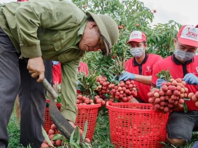 Thị trường - Tiêu dùng - 30 tấn vải thiều Bắc Giang sắp lên tàu sang Mỹ