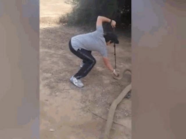 Media - Thanh niên dùng "chiêu độc" khiến hổ mang chúa khuất phục