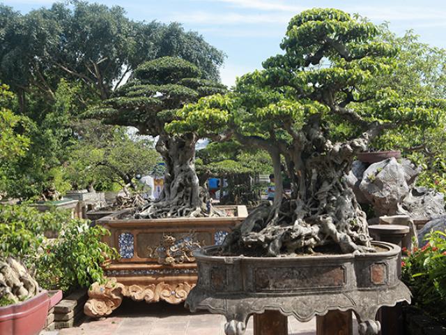 Thị trường - Tiêu dùng - "Báu vật” 7 tỷ đồng ở  Hà Nội chưa công khai khiến giới chơi cây tò mò