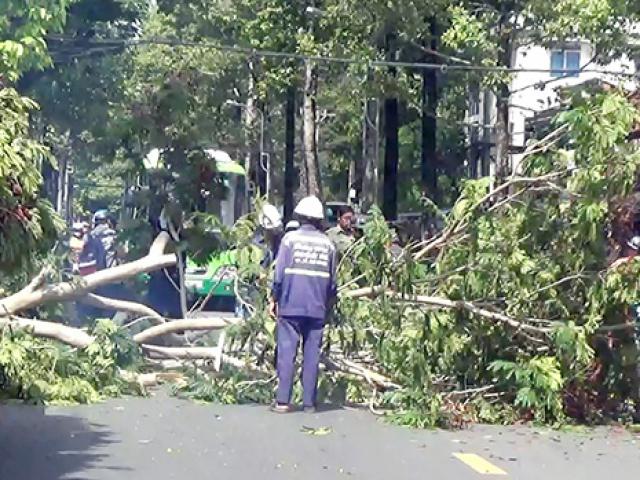 Tin tức trong ngày - Vụ cây tét nhánh đè chết người ở Sài Gòn: Nhiều người thoát nạn trong “chớp mắt”
