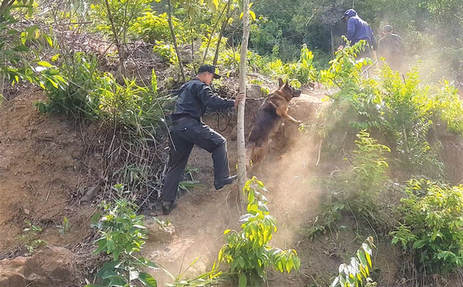 Lực lượng quân đội tiếp tục phối hợp với công an truy bắt Triệu Quân Sự tại khu vực rừng Hải Vân