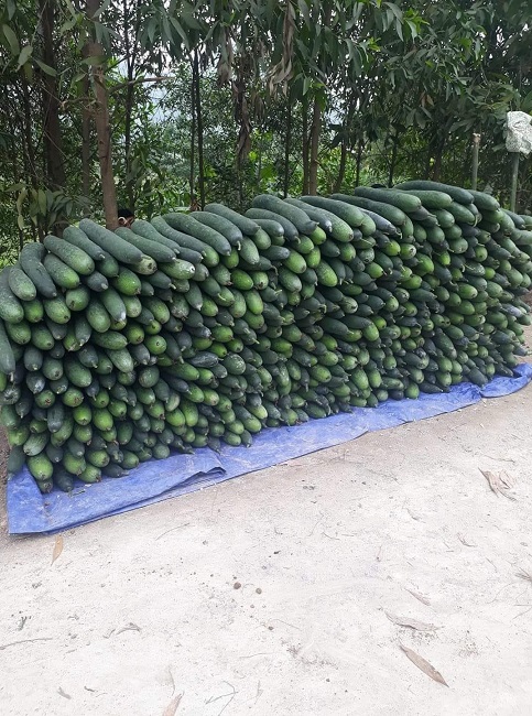 Bán cả tạ bí xanh vẫn không mua được một kg thịt lợn