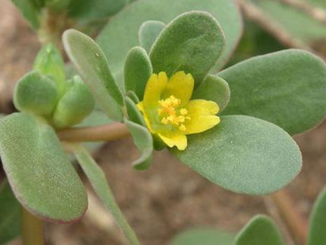 Sức khỏe đời sống - Bạn dẫm dưới chân loại thuốc quý trị bệnh rôm sảy, ngứa ngáy mùa hè hằng ngày mà không biết