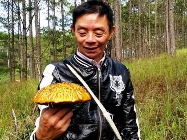 Tin tức trong ngày - Kỳ thú săn nấm rừng thông Đà Lạt