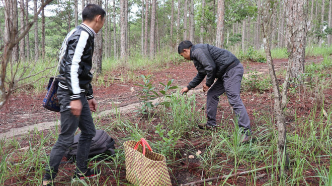 Theo chân anh Huân đi săn nấm rừng ở Đà Lạt.