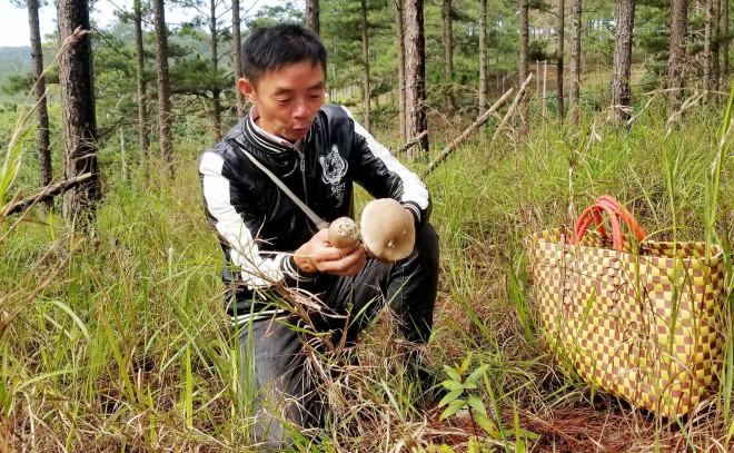 Niềm vui của anh Huân khi phát hiện ổ nấm công rất ngon vừa nhú lên.