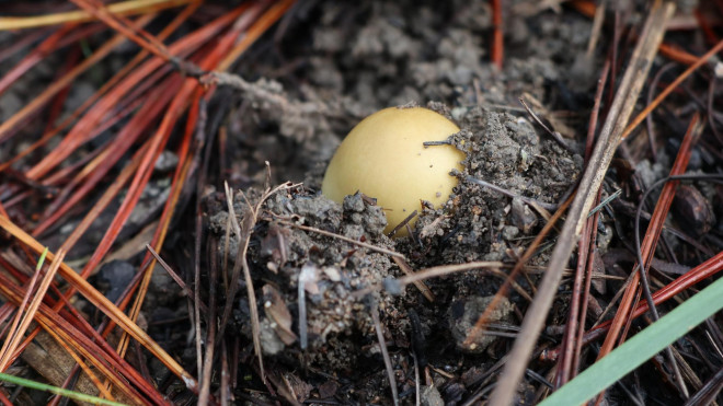 Nấm trứng gà, loại nấm rừng có hình thù giống quả trứng gà, ăn rất ngọt và béo.