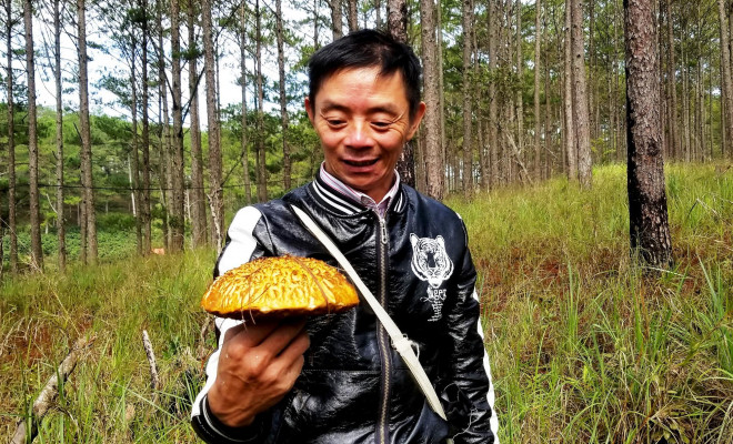 Một cây nấm xơ mít rất to.