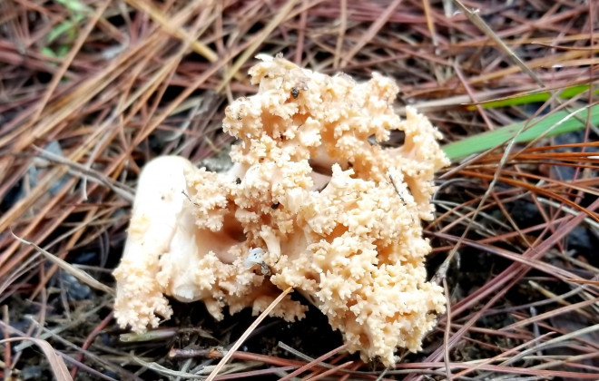 Kỳ thú săn nấm rừng thông Đà Lạt