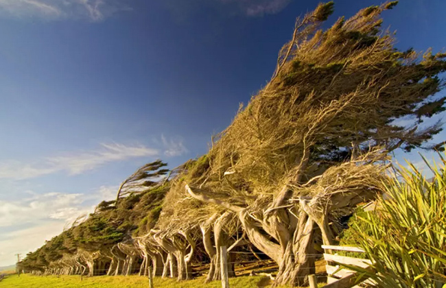 Slope Point (New Zealand): Ở điểm cực nam của Đảo Nam New Zealand, những cơn gió dữ dội liên tục thổi đến từ Nam Cực mạnh đến nỗi uốn những cái cây mọc ở đó thành những hình dạng siêu thực, vĩnh cửu. 
