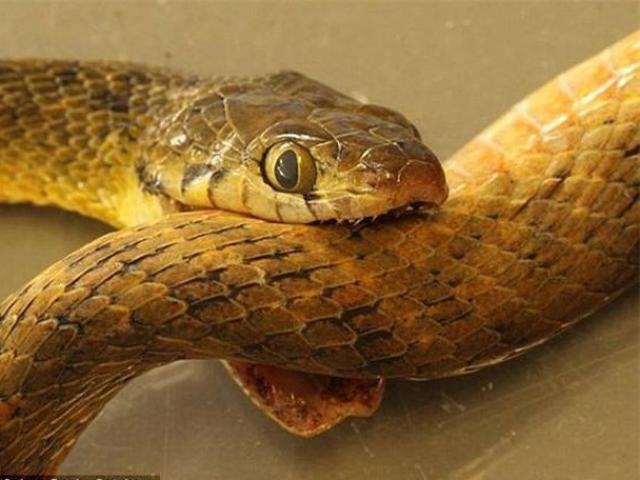 Media - "Đói mờ mắt", trăn gấm điên cuồng nuốt sống chính mình