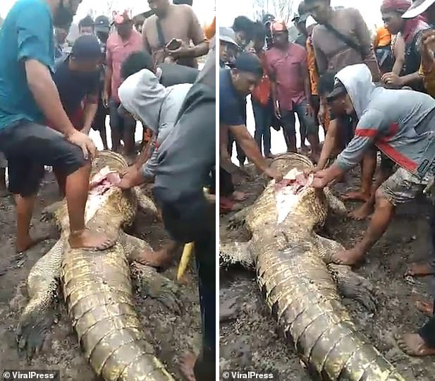 Indonesia: Phát hiện thương tâm khi mổ bụng cá sấu &#34;khủng&#34; dài gần 6 mét - 2