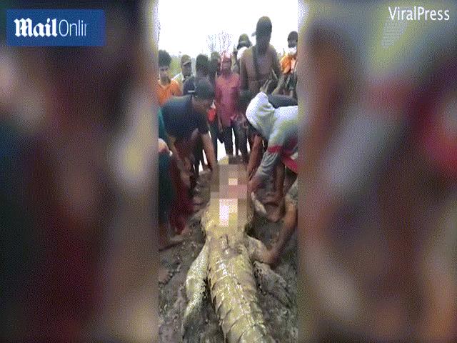 Thế giới - Indonesia: Phát hiện thương tâm khi mổ bụng cá sấu "khủng" dài gần 6 mét