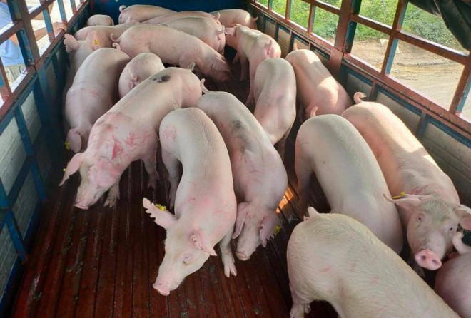 Lợn sống sau khi được đưa vào nội địa sẽ phải cách ly theo quy định để kiểm soát nguy cơ dịch bệnh...