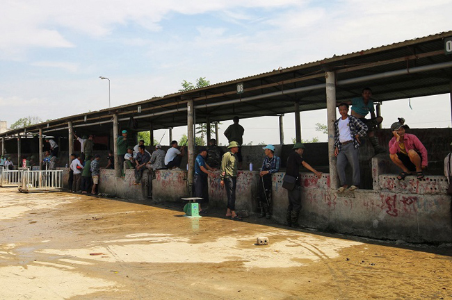 Ông Nguyễn Thế Chinh – Phó Ban quản lý Chợ lợn Hà Nam - cho biết: “Giá lợn hiện tại vẫn ở mức cao, người tiêu dùng vẫn chưa sẵn sàng trở lại với thịt lợn như trước trong khi giá thành các loại gia súc, gia cầm khác đang ở mức ổn định. Mấy tháng gần đây, sức mua bán giảm mạnh, các phiên giao dịch kết thúc sớm, nhiều thương lái đã ngừng lấy hàng.”
