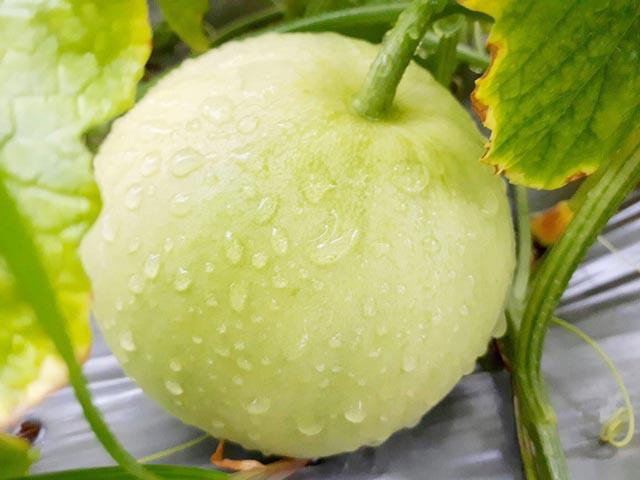 Không nên mua dưa vào ngày mưa vì sẽ bị nhạt hơn. Ảnh minh họa