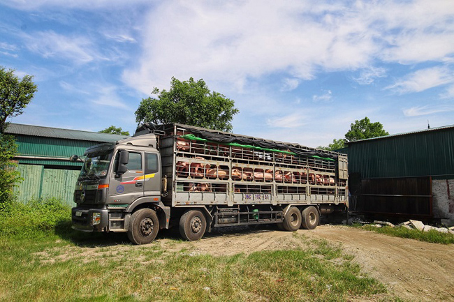 Trước đây, chợ lợn này từng là đầu mối mua bán lợn sầm uất với hàng trăm phiên giao dịch được “chốt đơn” ngay trong ngày, thậm chí ngày cao điểm lên tới 2000 con.
