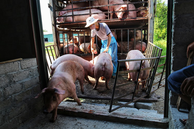 Song ảnh hưởng của dịch bệnh với những biến động thất thường về giá từ khoảng cuối tháng 1/2020 đã khiến khu chợ này mang một diện mạo không mong muốn: Vắng vẻ; giao dịch “đóng băng”; số đàn lợn được xuất chuồng mỗi ngày một ít.
