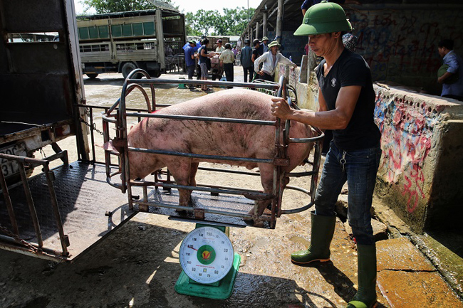 Giao dịch nhỏ giọt nhưng thời điểm này lái buôn tại chợ lợn Hà Nam cũng không dám kỳ vọng vào những phiên giao dịch lớn.
