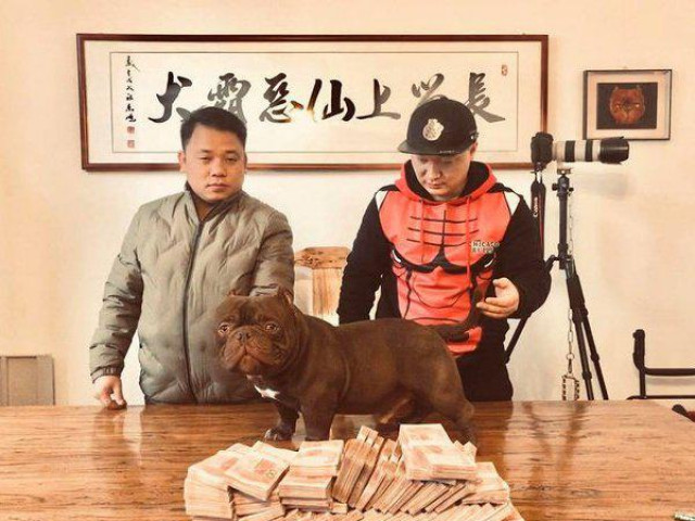 Thị trường - Tiêu dùng - Đại gia kín tiếng chi gần 3 tỷ mua chó "khủng", cơ bắp cuồn cuộn