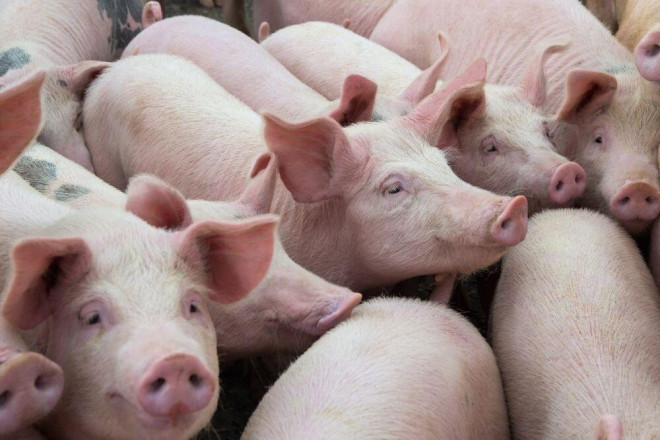 Hôm qua, 500 con lợn hơi đầu tiên từ Thái Lan đã về đến Việt Nam, tuy nhiên, giá lợn hơi tại nước này đang lên giá, khó mua, khiến việc nhập khẩu đang chậm so với dự kiến.