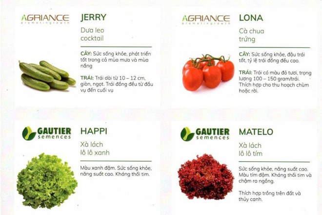 Nông Sản Dũng Hà - Chuyên cung cấp hạt giống măng tây và bao tiêu sản phẩm trên toàn quốc - 3