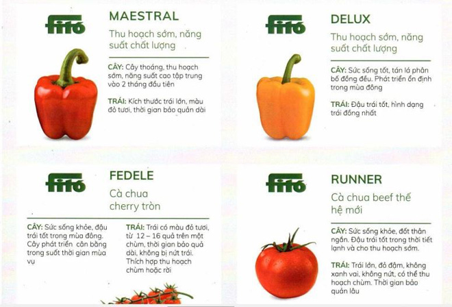 Nông Sản Dũng Hà - Chuyên cung cấp hạt giống măng tây và bao tiêu sản phẩm trên toàn quốc - 4