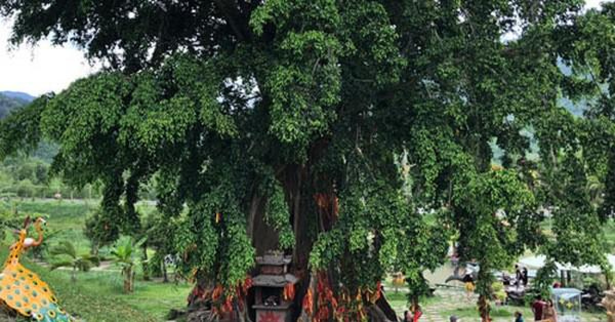 Tin tức trong ngày - Huyền bí mộc thần Yang Bay