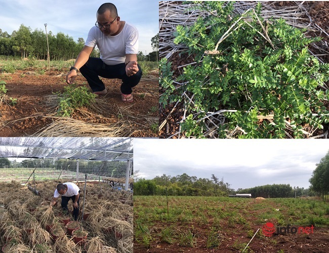 Loại cây gia vị mọc hoang nhưng đã được anh Quyền nghiên cứu, tìm tòi mang về trồng và nhân giống phát triển. 