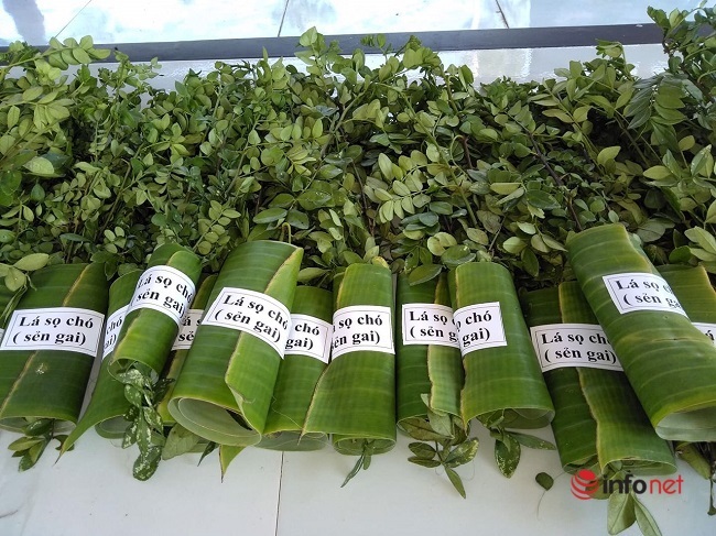 Lá sọ chó tươi được bán với giá 350.000 đồng/kg. Ảnh: NVCC