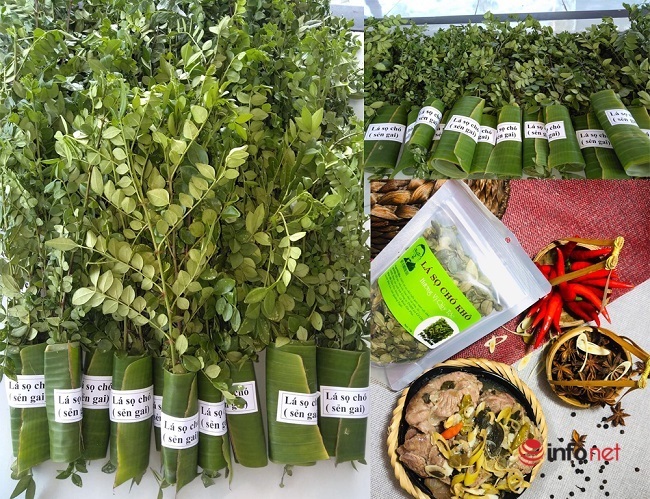 Lá sọ chó hiện đang trong quá trình làm thủ tục để đưa vào các siêu thị như BigC, Coopmart. Ảnh: NVCC