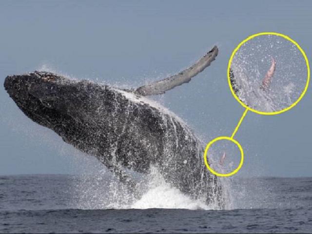 Phi thường - kỳ quặc - Đi chụp ảnh cá voi, về xem lại bất ngờ phát hiện "của quý" cực kì hiếm thấy