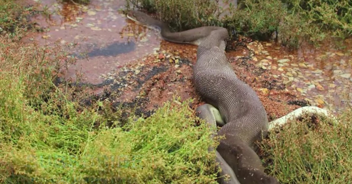 Trường hợp trăn nuốt người rất hiếm nhưng không phải không xảy ra trong quá khứ. Ảnh minh họa: Youtube