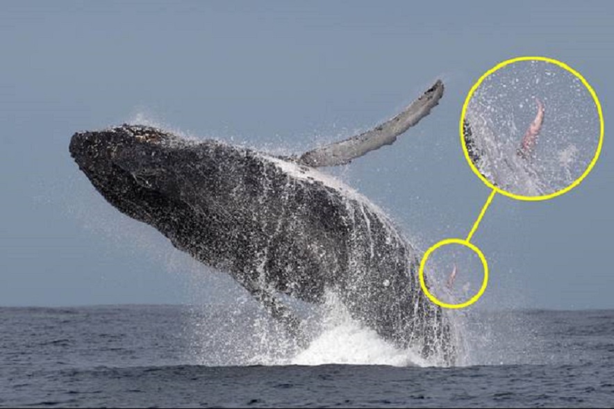 Đi chụp ảnh cá voi, về xem lại bất ngờ phát hiện "của quý" cực kì hiếm thấy Di-chup-anh-ca-voi-ve-xem-lai-bat-ngo-phat-hien-resize-48-2-1592549736-467-width884height589