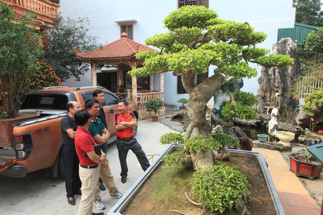 Chiêm ngưỡng cây sanh "ngọa hổ tàng long" 30 tỷ đồng của đại gia Toàn đôla ở Phú Thọ - 1