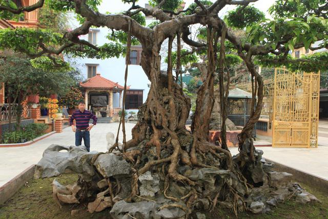 Chiêm ngưỡng cây sanh "ngọa hổ tàng long" 30 tỷ đồng của đại gia Toàn đôla ở Phú Thọ - 3