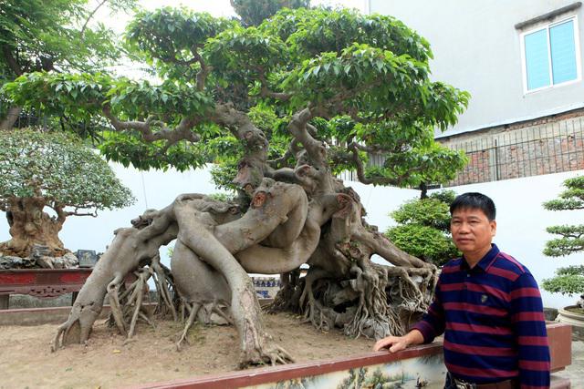 Chiêm ngưỡng cây sanh "ngọa hổ tàng long" 30 tỷ đồng của đại gia Toàn đôla ở Phú Thọ - 4