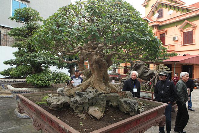 Chiêm ngưỡng cây sanh "ngọa hổ tàng long" 30 tỷ đồng của đại gia Toàn đôla ở Phú Thọ - 5