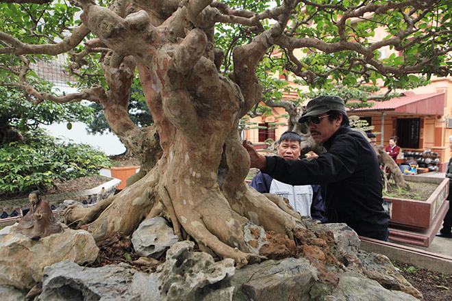 Chiêm ngưỡng cây sanh "ngọa hổ tàng long" 30 tỷ đồng của đại gia Toàn đôla ở Phú Thọ - 7