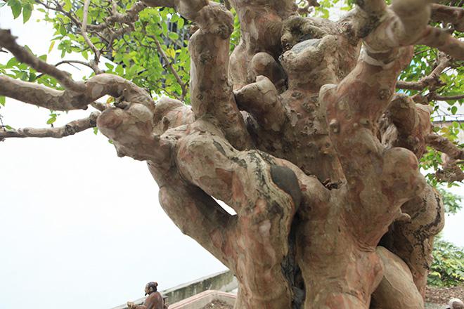Chiêm ngưỡng cây sanh "ngọa hổ tàng long" 30 tỷ đồng của đại gia Toàn đôla ở Phú Thọ - 8