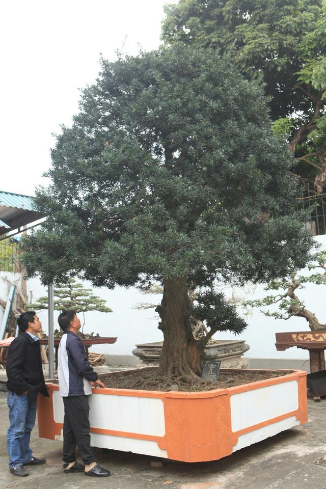 Chiêm ngưỡng cây sanh "ngọa hổ tàng long" 30 tỷ đồng của đại gia Toàn đôla ở Phú Thọ - 11